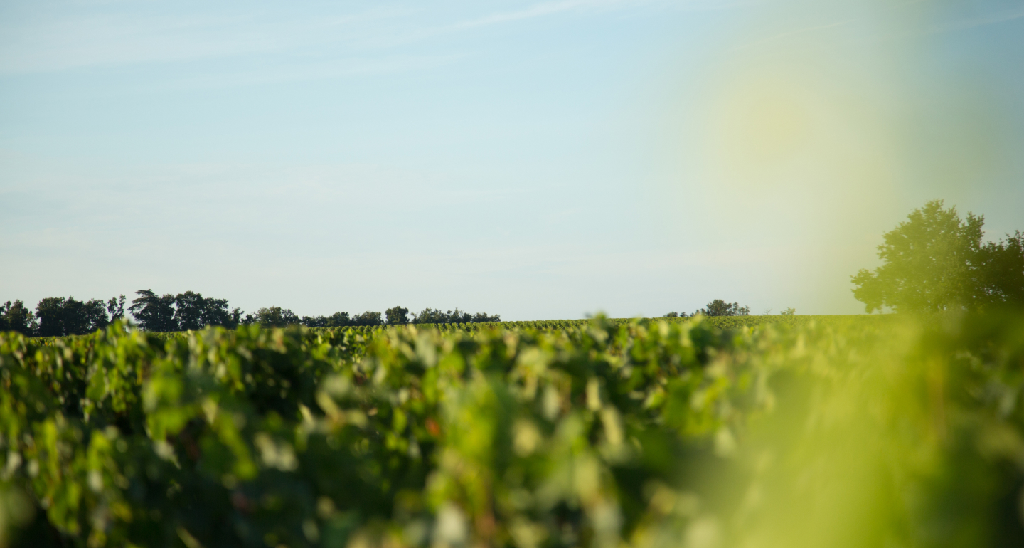 Promenade au sein du vignoble bordelais Vignobles Bordeaux